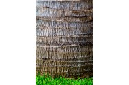 Palm Tree Trunk