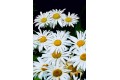 Daisies