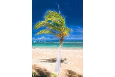 Palm on Beach
