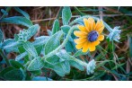 Black Eyed Susan Hoar Frost
