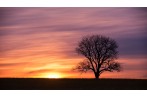 Painted Sky