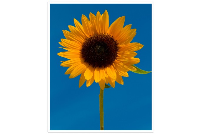 Print Only (unframed)