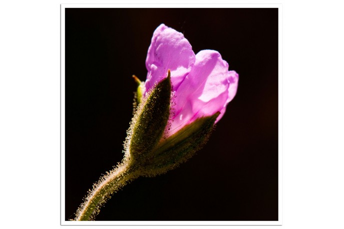 Print Only (unframed)