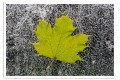 Print Only (unframed)