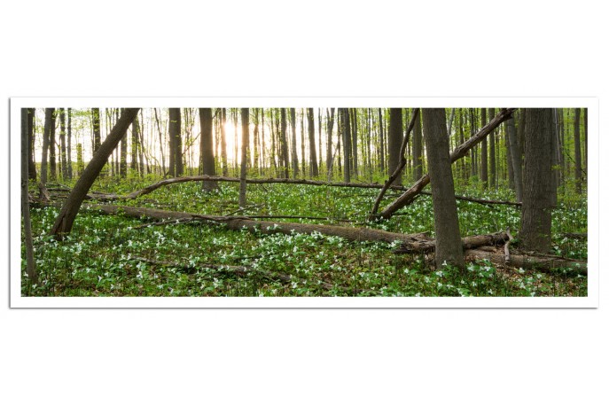 Print Only (unframed)