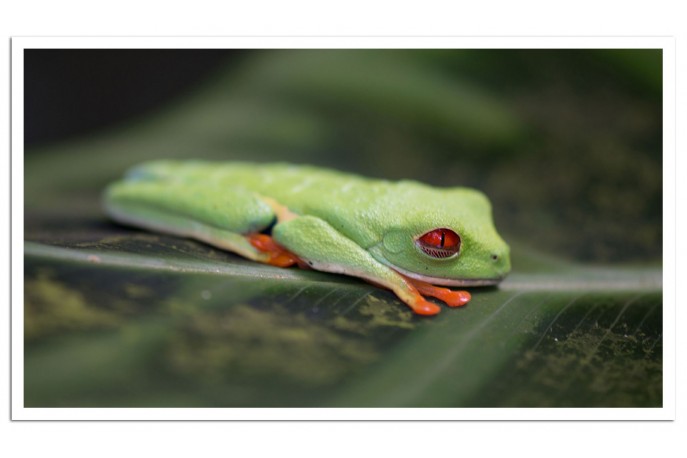 Print Only (unframed)