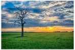 The Weathered Tree and the Lush Green Field