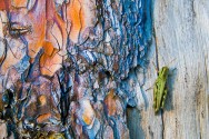 Grasshopper on Old Tree