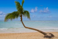 Palm Tree on Beach
