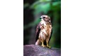 Red Tailed Hawk on Rock