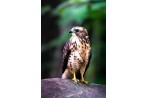 Red Tailed Hawk on Rock