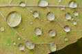 Rain Droplets on Leaf