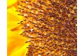 The Stigma of a Sunflower