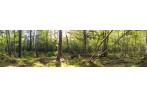 Lush Forest