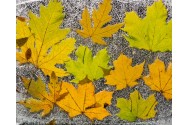 Fallen Leaves Under Ice