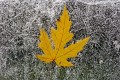 Silver Maple Leaf on Ice
