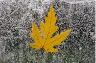 Silver Maple Leaf on Ice