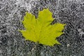 Maple Leaf on Ice