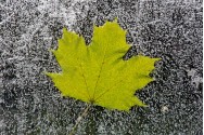 Maple Leaf on Ice