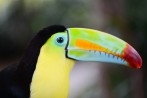 Rainbow Billed Toucan