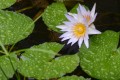 Water Lily