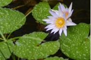 Water Lily