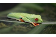 Tree Frog