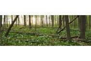 Trilliums in Forest