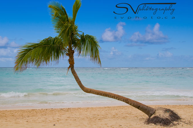 A lone, leaning palm tree on the beach in Punta Cana