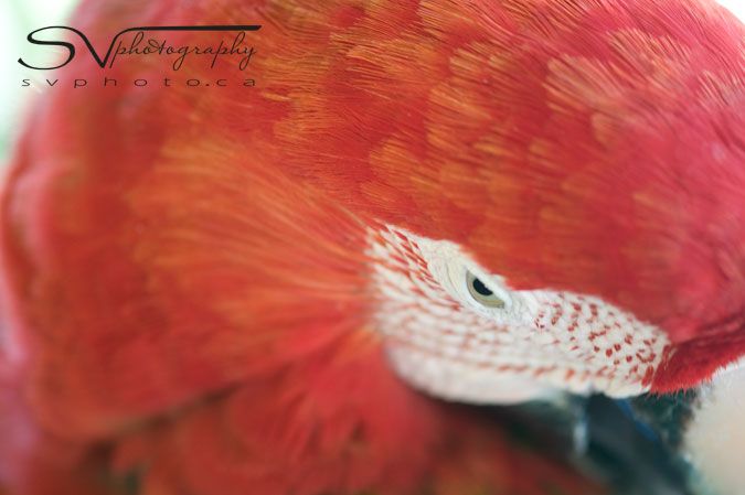 A close up of the eye of a parrot