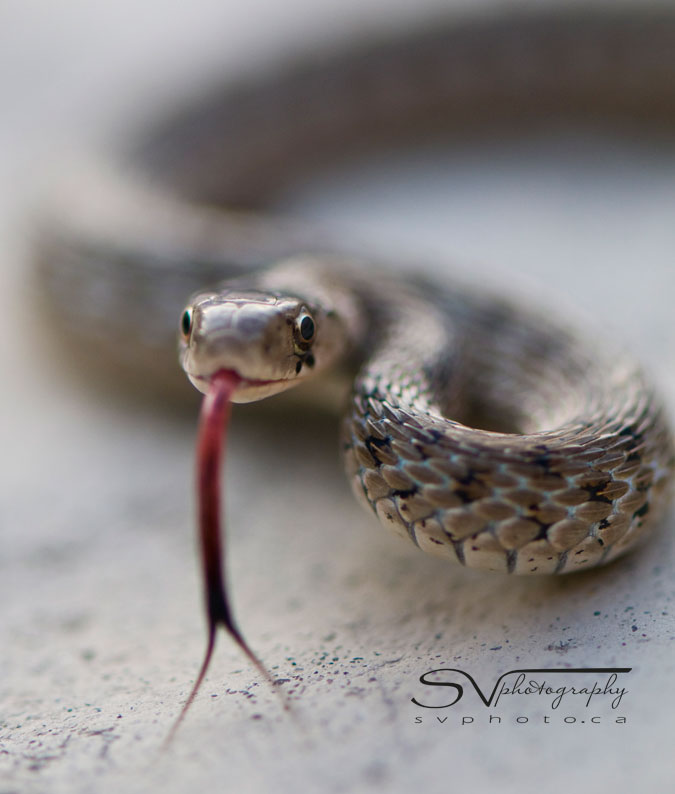 garter snake flicks tongue