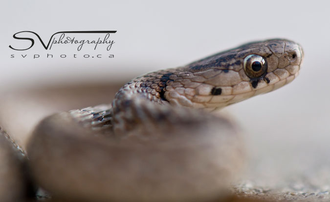 garter snake head and eye