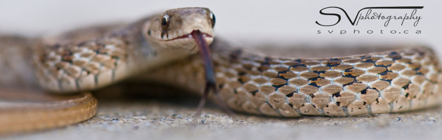 garter-snake-header