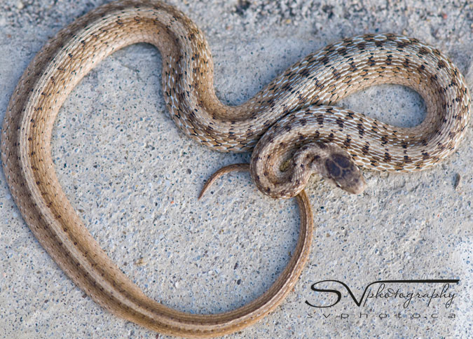 long garter snake