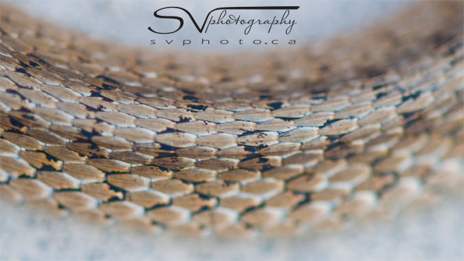 the scales of the garter snake