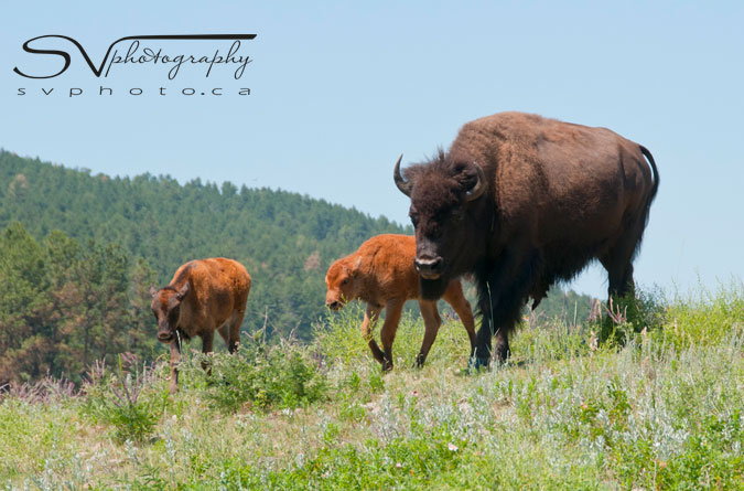 A buffalo and its calf just off the Wildlife Loop Road in Custer State Park