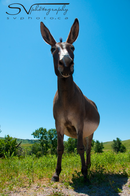 This donkey was on the Wildlife Loop in Custer State Park.  But it looks like the donkey from Shrek