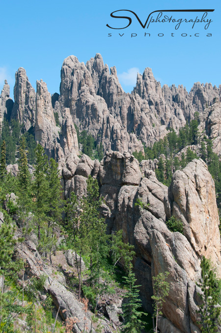 One of Custer State Park’s unique and stand-out features is the Cathedral Spires – a group of granite pillars located in the Needles that have been designated a National Natural Landmark.