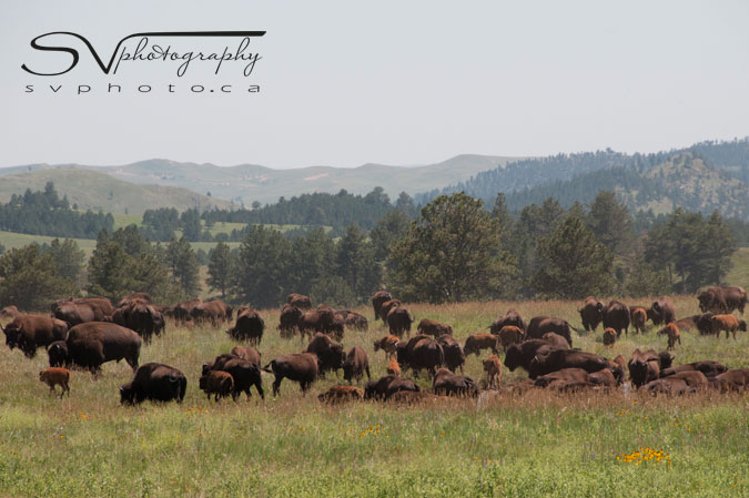 A herd of 1,300 bison roams freely throughout the park, often stopping traffic along the 18-mile Wildlife Loop Road. The herd is one of the largest publicly-owned herds in the world.