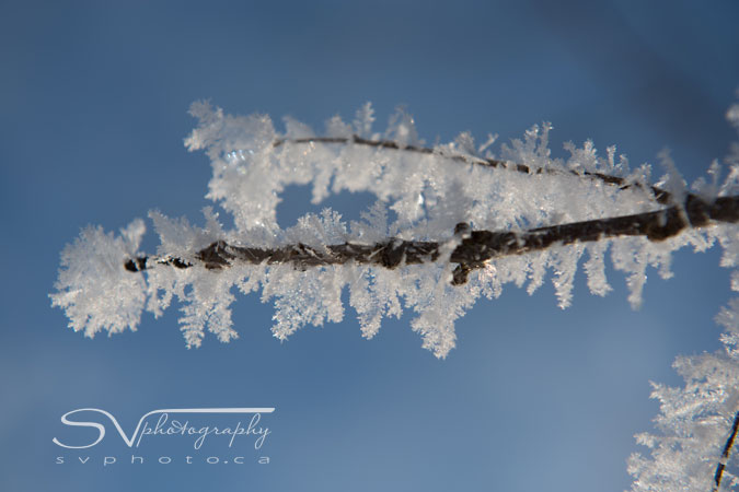 hoar-frost-branch