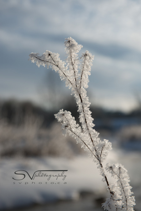 hoar-frost-delicate-lacing