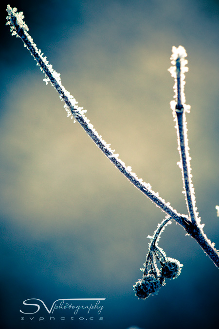 hoar-frost-on-twig-and-berries-after-lr-preset