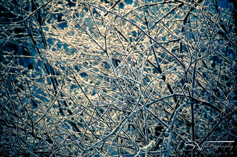 hoar-frost-tree-branches