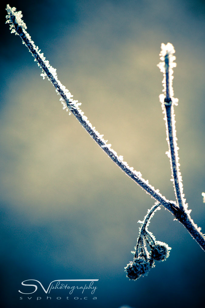 hoar-frost-twig-and-berries