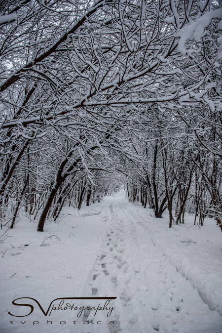 snow-covered-pathway
