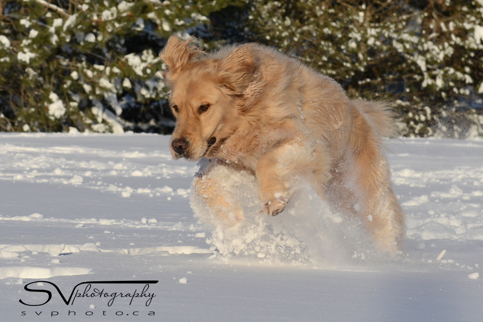 golden-retriever-lunging-through-snow