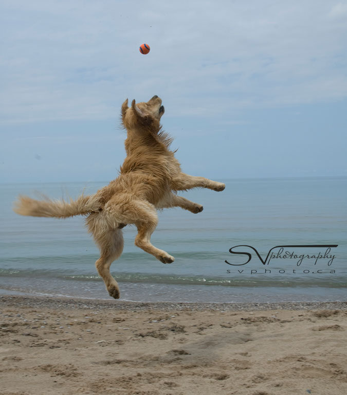 dog-jumps-on-beach