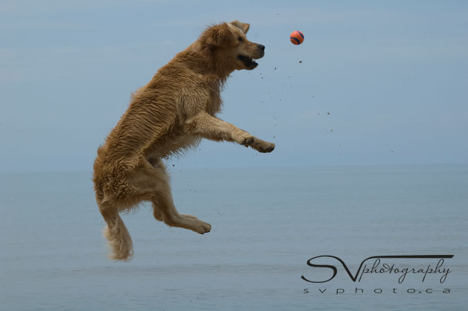 dog-lunging-through-air-for-ball