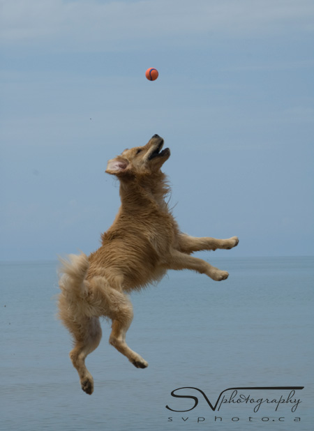 dog-on-beach-jumping