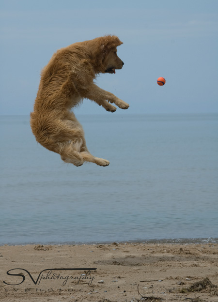 golden-retriever-jumps-for-ball